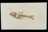 Bargain, Fossil Fish (Knightia) - Wyoming #126032-1